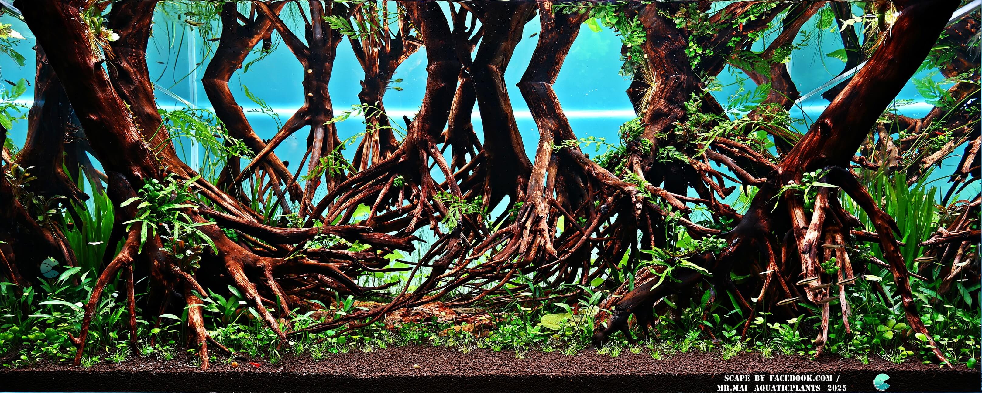 Aquascaping steps - Red Filter - IAPLC 2025 Winning Works - Nobphacha Yimyou / Thailand Aquascaping steps - Red Filter - IAPLC 2025 Winning Works - Nobphacha Yimyou / Thailand